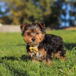 Atlas/Yorkie									Puppy/Male	/12 Weeks,Atlas is an adorable AKC Yorkshire Terrier puppy with a sweet expression, a beautiful soft coat, and a loving personality that is sure to steal your heart. He is playful, affectionate, and enjoys attention, exploring his surroundings, and spending time with the people around him. His gentle, happy nature makes him a wonderful companion, and he is sure to bring plenty of love, joy, and companionship to his forever family.