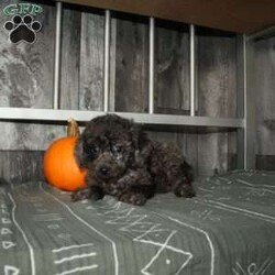 Bubbles/Miniature Poodle									Puppy/Male	/9 Weeks,Here comes a beautiful blue merle Miniature Poodle puppy with lots of soft curls and sweet puppy kisses! This charming puppy comes up to date on shots and dewormer and is vet checked! The mom and dad are health tested and we offer an extended health guarantee as well! To learn more about what makes this puppy special contact us today! 