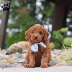 Igor/Mini Goldendoodle									Puppy/Male	/7 Weeks,Hi, I’m Igor! I’m a very cute Mini Goldendoodle puppy with an adorable face, a soft, fluffy coat, and a sweet personality. I’m playful, affectionate, and curious, and I love spending my days exploring, playing with toys, and getting lots of attention. I have a happy and loving nature, and I enjoy being around people and making new friends. With my charming personality and irresistible looks, I’m sure to bring lots of love, fun, and happiness to my forever family!