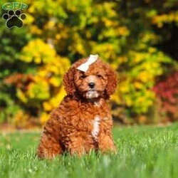Sage/Cockapoo									Puppy/Female	/11 Weeks,Introducing an adorable F1B Cockapoo named Sage! This sweet girl is the definition of  sweet and lovable—always ready to greet people with tail wags and snuggles. She has a playful side too, especially when there’s a toy involved or a new spot to explore. With her soft, wavy coat and warm eyes, she knows exactly how to melt hearts. Whether it’s joining in on adventures or curling up for a cozy nap, this little one may just be the perfect little sidekick for your family!