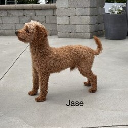 Homer/Toy Poodle									Puppy/Male	/7 Weeks,To contact the breeder about this puppy, click on the “View Breeder Info” tab above.