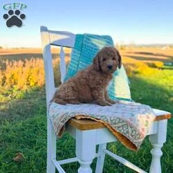 Charlie/Mini Goldendoodle									Puppy/Male	/August 20th, 2026,Charlie is a beautiful f1b goldendoodle who has been family raised, grown up around cats and other dogs. Charlie loves to play with kids and running around outside chasing his tail and our kittens. 