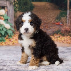 Keanu/Mini Bernedoodle									Puppy/Male	/7 Weeks,Keanu is an absolute heart‑melter — the kind of mini Bernedoodle who makes you smile the moment you meet him. He’s the perfect blend of teddy‑bear softness and bright, eager personality. His coat is plush and wavy, his eyes warm and expressive, and he carries himself with that gentle confidence Bernedoodles are known for.
