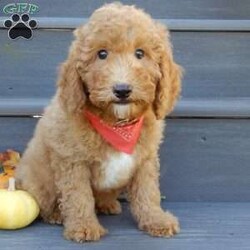Louie/Mini Goldendoodle									Puppy/Male	/12 Weeks,Hi there!! My name is Louie and I would love to come home with you. I am sure with one look into my warm, sweet eyes and I’ll be sure I will have captured your heart already! I am very happy, playful and very kid friendly! I stand out above the rest with my curly red coat and my sweet teddy bear face! Full of personality and always ready to give amazing puppy kisses, I would love to fill your home with all of my puppy love! I have been vet checked and I am up to date on vaccinations and dewormings and I will also come with a 1-year guarantee with the option of extending it to a 3-year guarantee.  Shipping is available anywhere in the USA! My mother is Sandy, a sweet, loving 32# Mini Goldendoodle, and my father is Atlas, a 16# AKC mini poodle and he is genetic tested clear! That makes me an F1b mini goldendoodle and I will grow to approx. 20-25# and I will be hypoallergenic and nonshedding!! Why wait when you know I am meant to be yours? Call or text Martha to make me the newest addition to your family and get ready to spend a lifetime of tail wagging fun!   (7% sales tax on in home pickups) 