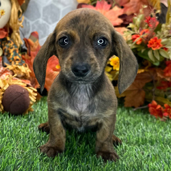 Adopt a dog:Rustic/Dachshund/Female/,Hi, I'm Rustic! I'm an 8-week-old male Dachshund with a beautiful brindle coat, born on August 23. I'll be ready to go home to my forever family after October 18, once I'm grown enough to leave my litter. I'm AKC registered. I will fill your home with love and my wagging tail.
