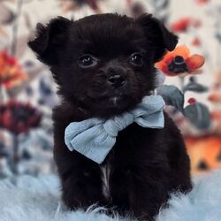 Adopt a dog:Kenneth/Chihuahua/Female/,Hi, I'm Kenneth! I'm a 12-week-old male Chihuahua with a beautiful black coat, born on July 30. I am ready now to plan my trip to my forever family. Once I reach my adult size, I'm expected to weigh between 6–10 lbs. I'm UABR registered.
