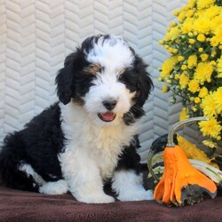 Buddy/Mini Aussiedoodle									Puppy/Male	/August 18th, 2026,This fun Miniature Aussiedoodle puppy is so fluffy and cute! Buddy comes home with a health guarantee provided by the breeder, plus has been seen by a vet and is up to date on shots and de-wormer. This sweet boy is socialized, family raised with children, and ready to be by your side!