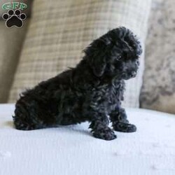 Shortcake/Cockapoo									Puppy/Female	/13 Weeks,Meet our Sweet little Shortcake! Our adorable Cockapoo puppy. She is family raised and is a sweet lap puppy and our 4 year old plays with her for hours every day and she loves the attention! She has spent lots of time on a leash and does very well with it.