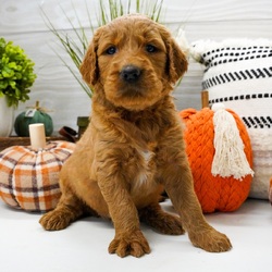 Adopt a dog:Bria/Goldendoodle/Female/,Hi, I'm Bria! I'm a 6-week-old female Goldendoodle. My dad is a Poodle and my mom is a Golden Retriever. I have a beautiful red coat, and I was born on September 12. I'll be ready to go home to my forever family after November 8, once I'm grown enough to leave my litter. I'm UABR registered. I will fill your home with love, laughter, and puppy snuggles.