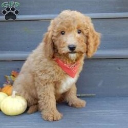 Louie/Mini Goldendoodle									Puppy/Male	/12 Weeks,Hi there!! My name is Louie and I would love to come home with you. I am sure with one look into my warm, sweet eyes and I’ll be sure I will have captured your heart already! I am very happy, playful and very kid friendly! I stand out above the rest with my curly red coat and my sweet teddy bear face! Full of personality and always ready to give amazing puppy kisses, I would love to fill your home with all of my puppy love! I have been vet checked and I am up to date on vaccinations and dewormings and I will also come with a 1-year guarantee with the option of extending it to a 3-year guarantee.  Shipping is available anywhere in the USA! My mother is Sandy, a sweet, loving 32# Mini Goldendoodle, and my father is Atlas, a 16# AKC mini poodle and he is genetic tested clear! That makes me an F1b mini goldendoodle and I will grow to approx. 20-25# and I will be hypoallergenic and nonshedding!! Why wait when you know I am meant to be yours? Call or text Martha to make me the newest addition to your family and get ready to spend a lifetime of tail wagging fun!   (7% sales tax on in home pickups) 