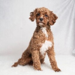 Colton/Cavapoo									Puppy/Male	/10 Weeks,Meet Colton! He is a handsome guy also with a nice patch of white on his throat and chest. He is ready to be your best friend! He will bring a smile to your face when you come home after a long day at work or will be happy to wake you up with puppy kisses! 