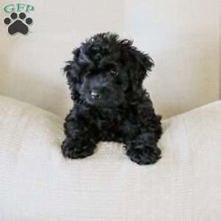 Shortcake/Cockapoo									Puppy/Female	/13 Weeks,Meet our Sweet little Shortcake! Our adorable Cockapoo puppy. She is family raised and is a sweet lap puppy and our 4 year old plays with her for hours every day and she loves the attention! She has spent lots of time on a leash and does very well with it.