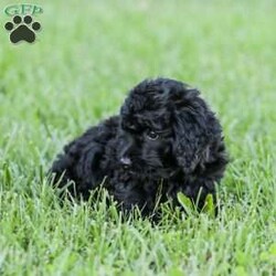 Shortcake/Cockapoo									Puppy/Female	/13 Weeks,Meet our Sweet little Shortcake! Our adorable Cockapoo puppy. She is family raised and is a sweet lap puppy and our 4 year old plays with her for hours every day and she loves the attention! She has spent lots of time on a leash and does very well with it.