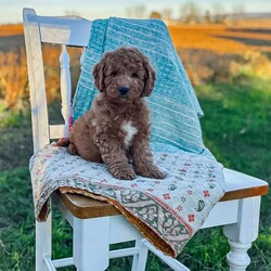 Charlie/Mini Goldendoodle									Puppy/Male	/August 20th, 2026,Charlie is a beautiful f1b goldendoodle who has been family raised, grown up around cats and other dogs. Charlie loves to play with kids and running around outside chasing his tail and our kittens. 