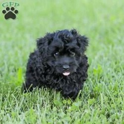 Shortcake/Cockapoo									Puppy/Female	/13 Weeks,Meet our Sweet little Shortcake! Our adorable Cockapoo puppy. She is family raised and is a sweet lap puppy and our 4 year old plays with her for hours every day and she loves the attention! She has spent lots of time on a leash and does very well with it.