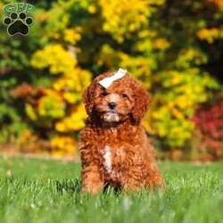 Sage/Cockapoo									Puppy/Female	/11 Weeks,Introducing an adorable F1B Cockapoo named Sage! This sweet girl is the definition of  sweet and lovable—always ready to greet people with tail wags and snuggles. She has a playful side too, especially when there’s a toy involved or a new spot to explore. With her soft, wavy coat and warm eyes, she knows exactly how to melt hearts. Whether it’s joining in on adventures or curling up for a cozy nap, this little one may just be the perfect little sidekick for your family!